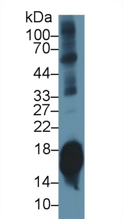 Polyclonal Antibody to Synuclein Alpha (SNCa)