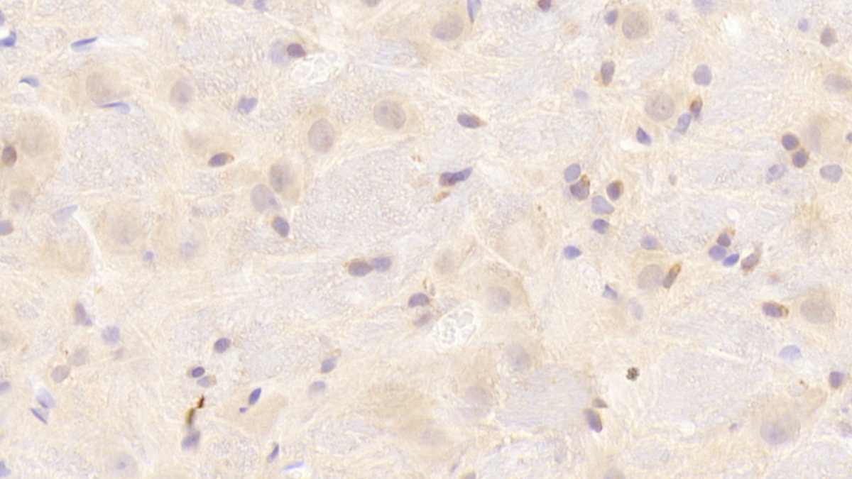 Polyclonal Antibody to Synuclein Alpha (SNCa)