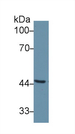 Polyclonal Antibody to Corticosteroid Binding Globulin (CBG)