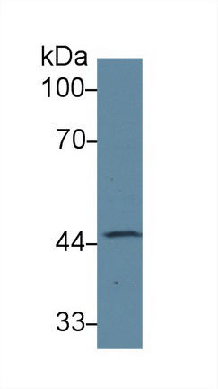 Polyclonal Antibody to Corticosteroid Binding Globulin (CBG)