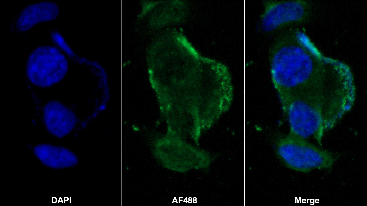 Polyclonal Antibody to Integrin Alpha 2 (ITGa2)
