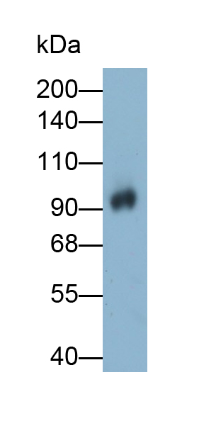 Polyclonal Antibody to Plasminogen (Plg)