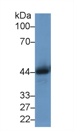 Polyclonal Antibody to Cathepsin D (CTSD)