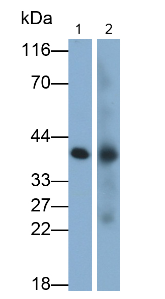Polyclonal Antibody to Epithelial Cell Adhesion Molecule (EPCAM)