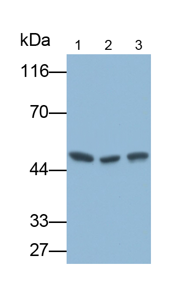 Polyclonal Antibody to V-Myc Myelocytomatosis Viral Oncogene Homolog (MYC)