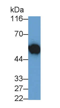 Polyclonal Antibody to V-Myc Myelocytomatosis Viral Oncogene Homolog (MYC)