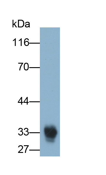 Polyclonal Antibody to Cluster of Differentiation 42d (CD42d)