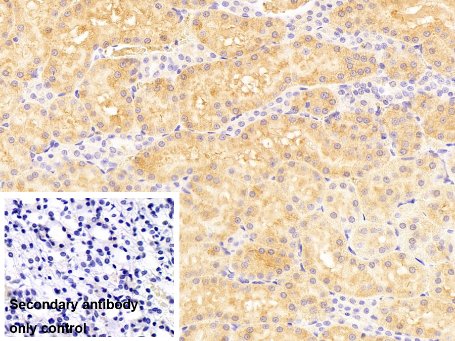 Polyclonal Antibody to Agrin (AGRN)
