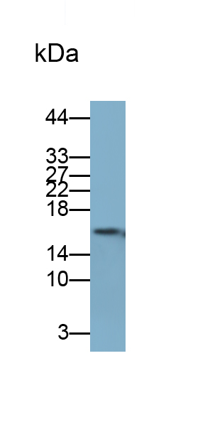 Polyclonal Antibody to Cluster of Differentiation 59 (CD59)