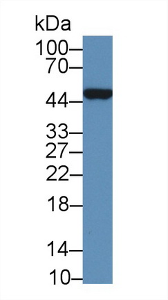 Polyclonal Antibody to Beta Actin (ACTB)