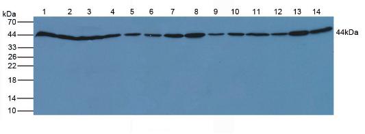 Polyclonal Antibody to Beta Actin (ACTB)