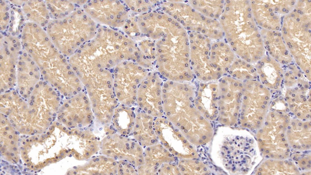 Polyclonal Antibody to Bcl2 Associated X Protein (Bax)
