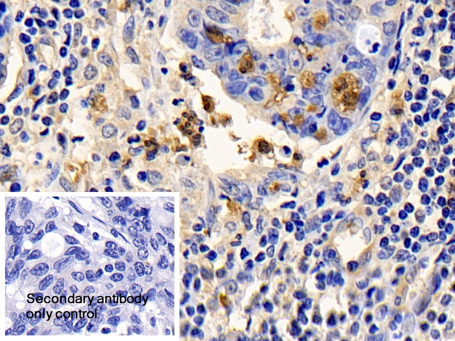 Polyclonal Antibody to Bcl2 Associated X Protein (Bax)