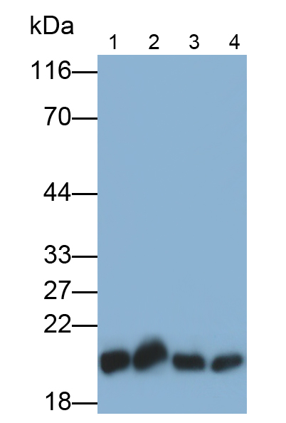 Polyclonal Antibody to Bcl2 Associated X Protein (Bax)