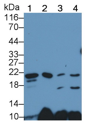 Polyclonal Antibody to Bcl2 Associated X Protein (Bax)