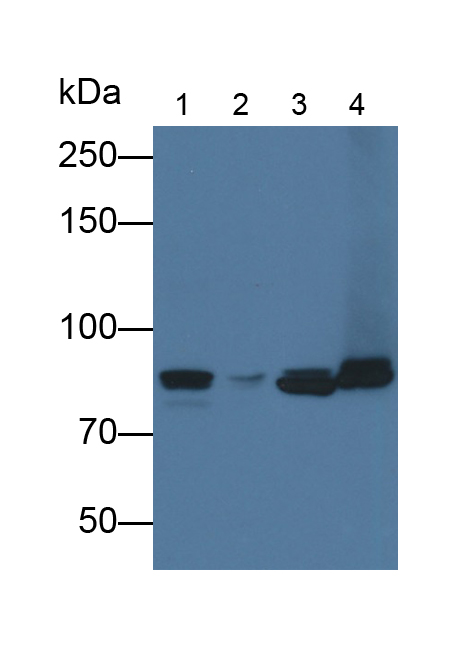 Polyclonal Antibody to Cadherin 5 (CDH5)