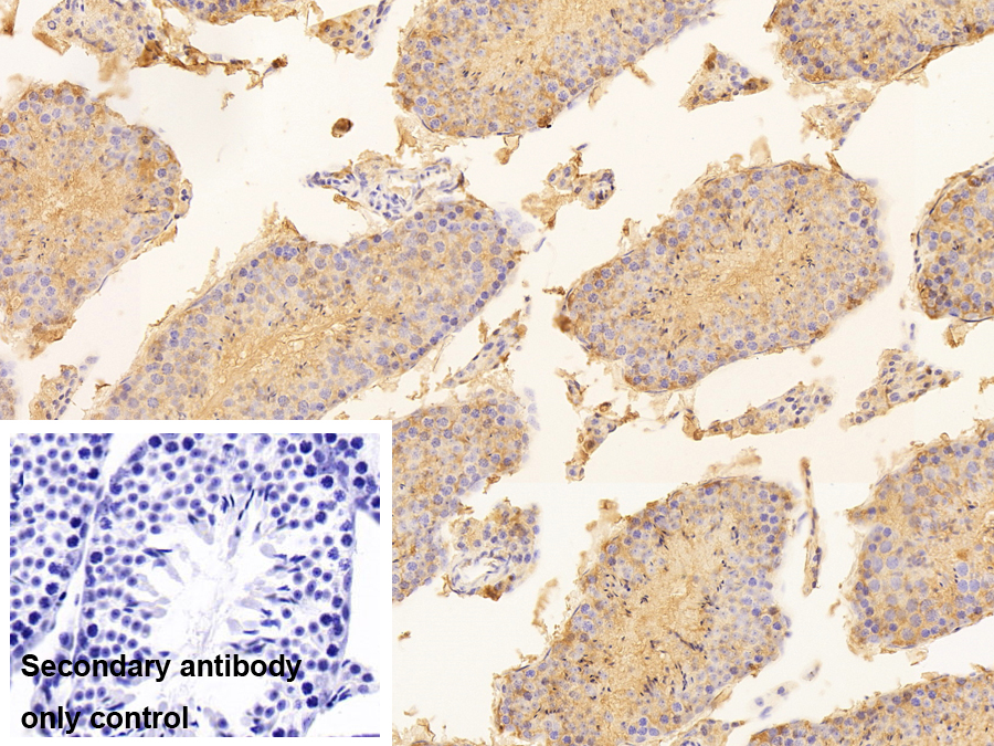Polyclonal Antibody to Lactate Dehydrogenase A (LDHA)