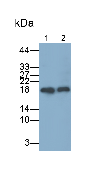 Polyclonal Antibody to Small Nuclear Ribonucleoprotein Polypeptide C (SNRPC)