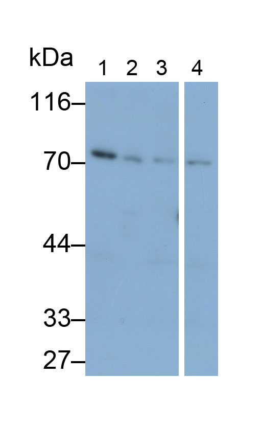 Polyclonal Antibody to Protein Kinase C Zeta (PKCz)