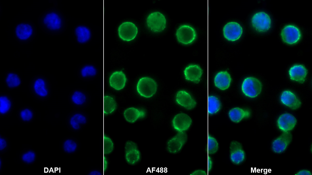 Polyclonal Antibody to Immunoglobulin Associated Alpha (Iga)