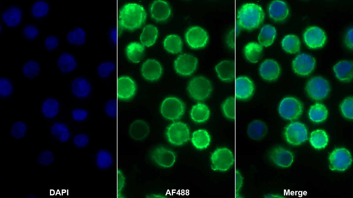 Polyclonal Antibody to Cluster of Differentiation 79B (CD79B)