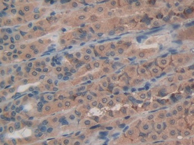 Polyclonal Antibody to Activating Transcription Factor 4 (ATF4)