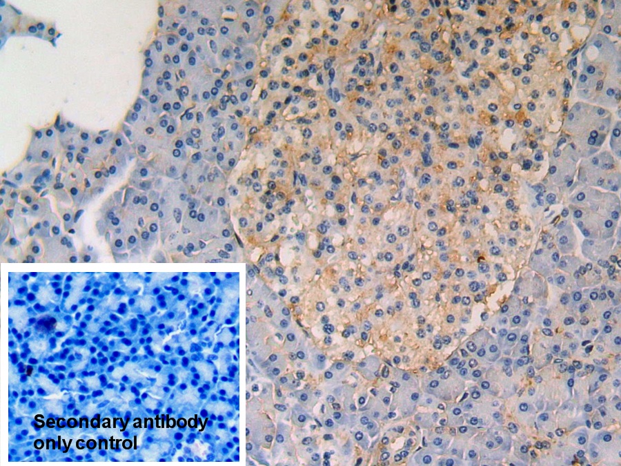 Polyclonal Antibody to Activating Transcription Factor 6 (ATF6)