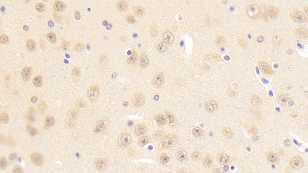Polyclonal Antibody to Protocadherin Beta 2 (PCDHb2)