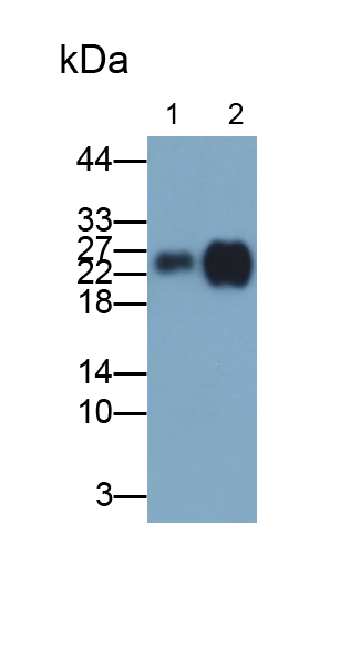 Polyclonal Antibody to Cluster of Differentiation 90 (CD90)