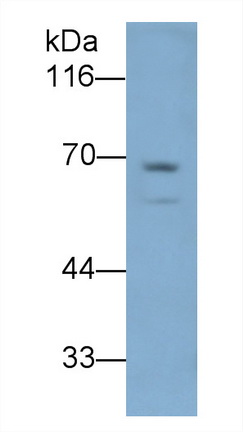 Polyclonal Antibody to Lipopolysaccharide Binding Protein (LBP)