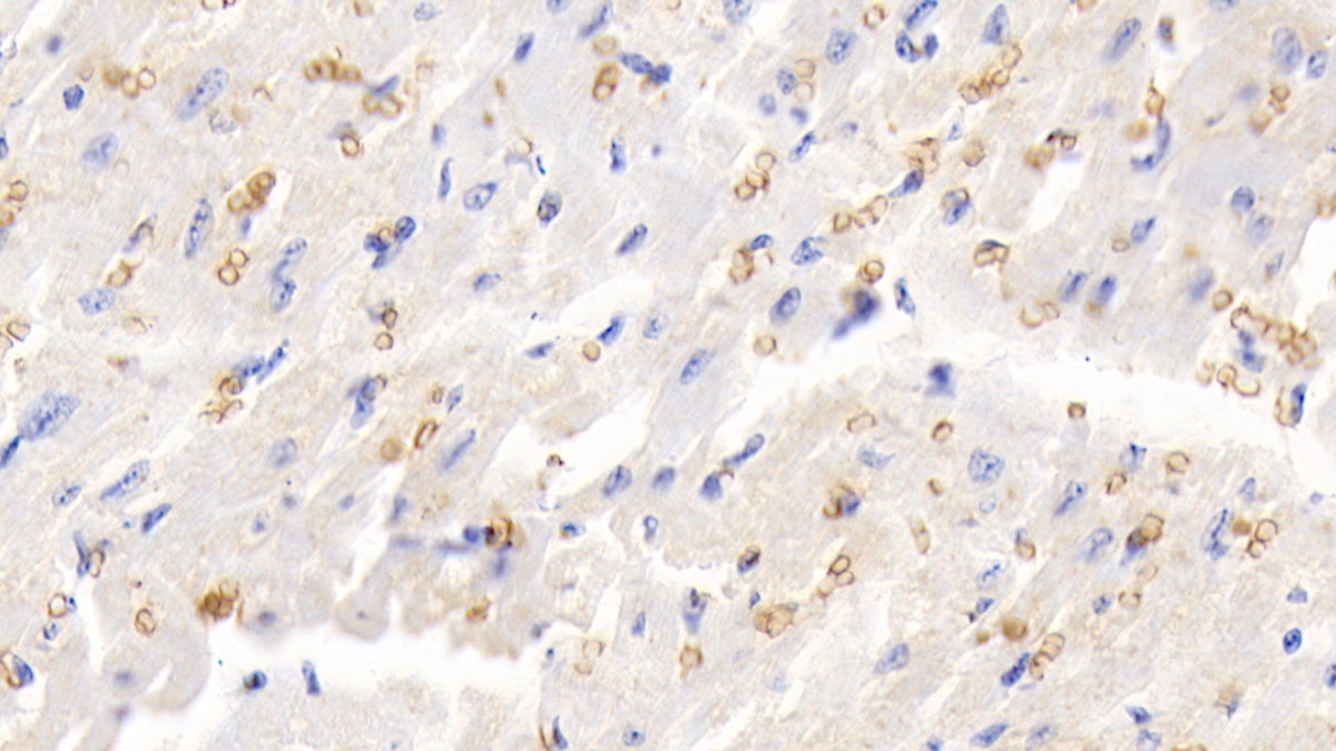 Polyclonal Antibody to Hemoglobin (HB)