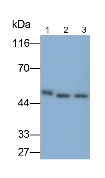 Polyclonal Antibody to Enolase 3 (ENO3)