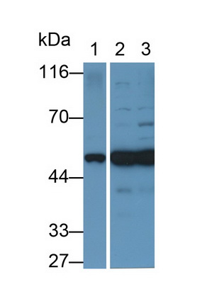 Polyclonal Antibody to Enolase 1 (ENO1)