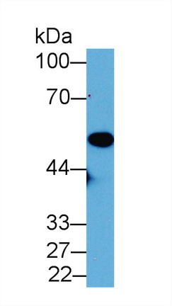 Polyclonal Antibody to Enolase 1 (ENO1)