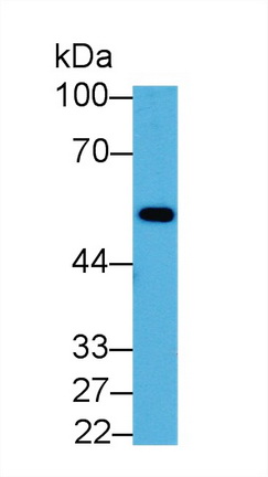 Polyclonal Antibody to Enolase 1 (ENO1)