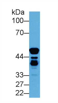 Polyclonal Antibody to Enolase 1 (ENO1)