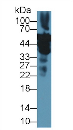 Polyclonal Antibody to Enolase 1 (ENO1)