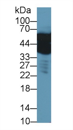 Polyclonal Antibody to Enolase 1 (ENO1)