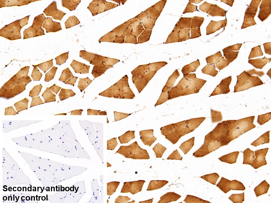 Polyclonal Antibody to Enolase 1 (ENO1)