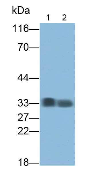 Polyclonal Antibody to Azurocidin (AZU)