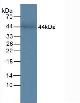 Polyclonal Antibody to Chitinase-3-like Protein 1 (CHI3L1)