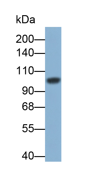 Polyclonal Antibody to N-cadherin (NCAD)