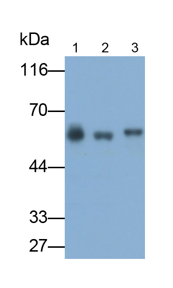 Polyclonal Antibody to Lumican (LUM)