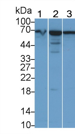 Polyclonal Antibody to Protein Disulfide Isomerase (PDI)