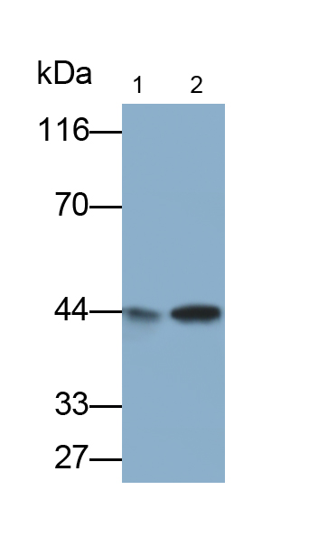 Polyclonal Antibody to Interleukin 3 Receptor Alpha (IL3Ra)