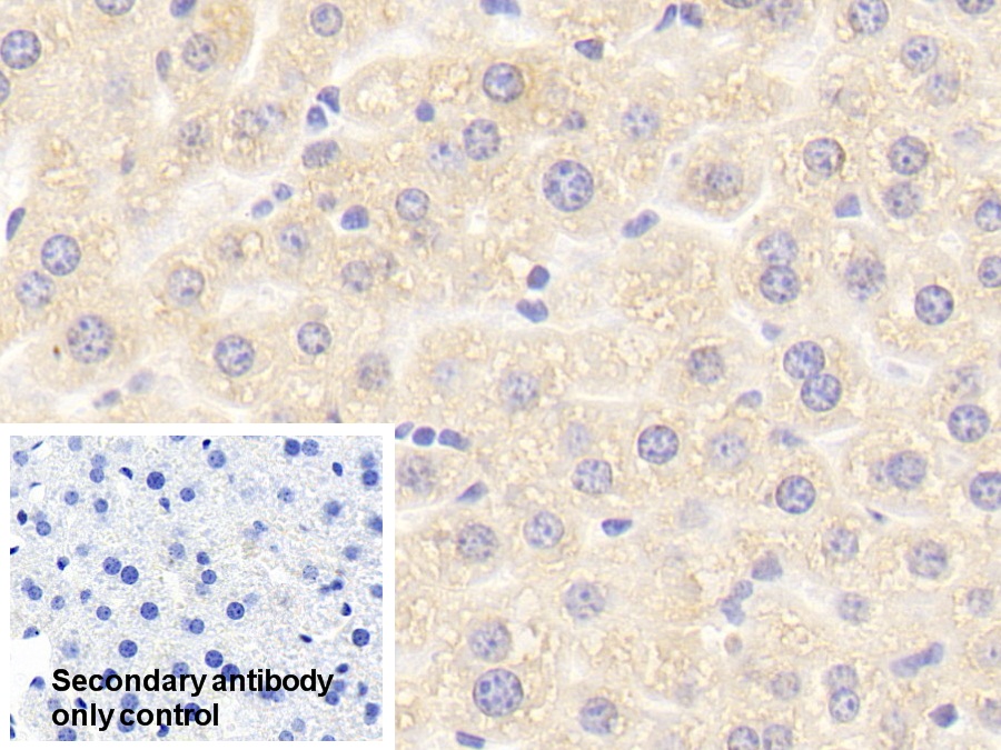 Polyclonal Antibody to Interleukin 1 Receptor Associated Kinase 2 (IRAK2)