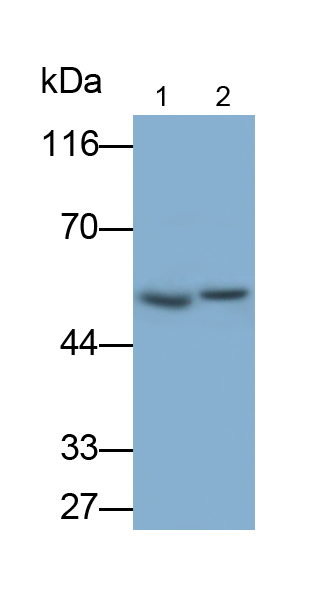 Polyclonal Antibody to Interleukin 1 Receptor Associated Kinase 4 (IRAK4)