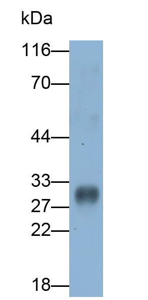 Polyclonal Antibody to Protease, Serine 2 (PRSS2)