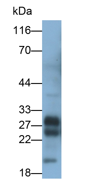 Polyclonal Antibody to Protease, Serine 2 (PRSS2)