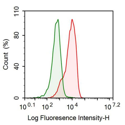 Polyclonal Antibody to Cluster Of Differentiation 147 (CD147)